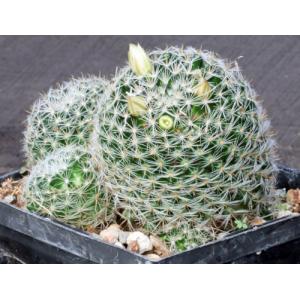 Mammillaria tezontle 5-inch pots