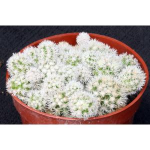 Mammillaria vetula ssp. gracilis 4-inch pots