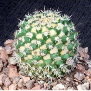 Mammillaria voburnensis ssp. eichlamii 4-inch pots