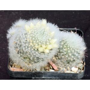 Mammillaria albicoma 5-inch pots