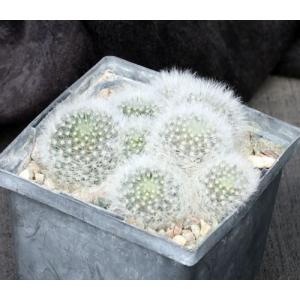 Mammillaria albicoma5-inch pots