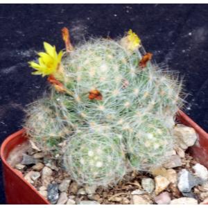 Mammillaria baumii 3-inch pots