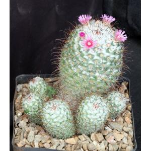 Mammillaria bombycina one-gallon pots