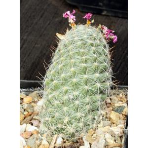Mammillaria boolii 5-inch pots