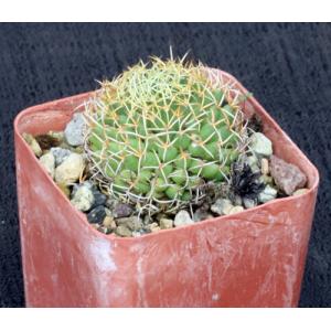 Mammillaria camptotricha var. marnier 3-inch pots