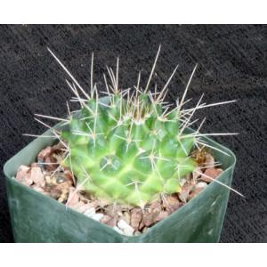 Mammillaria compressa 4-inch pots