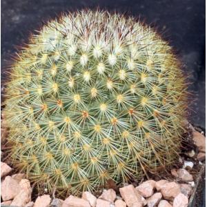 Mammillaria densispina 5-inch pots