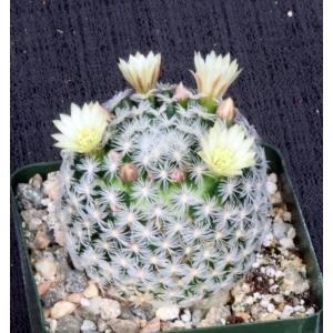 Mammillaria duwei 4-inch pots