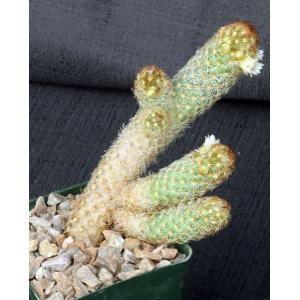 Mammillaria elongata (yellow) 4-inch pots