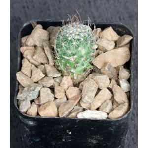 Mammillaria fraileana 2-inch pots