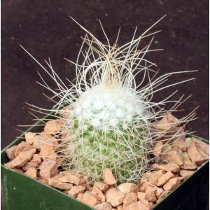 Mammillaria geminispina 4-inch pots