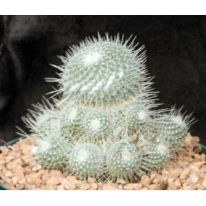 Mammillaria geminispina 8-inch pots