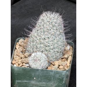 Mammillaria grahamii 5-inch pots