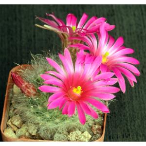 Mammillaria guelzowiana 2-inch pots
