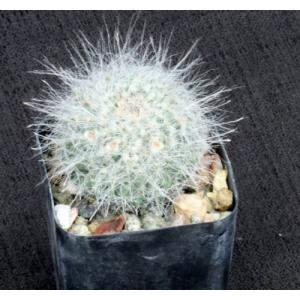 Mammillaria hahniana 2-inch pots
