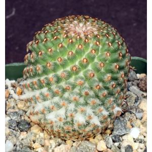 Mammillaria huitzilopotchlii 4-inch pots