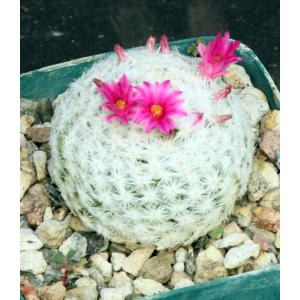 Mammillaria humboldtii 4-inch pots