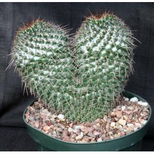 Mammillaria karwinskiana ssp nejapensis 8-inch pots