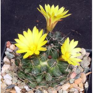 Mammillaria melaleuca 5-inch pots