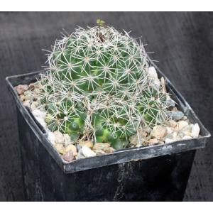 Mammillaria melaleuca 5-inch pots