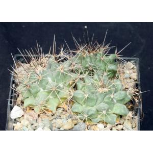 Mammillaria melanocentra 5-inch pots