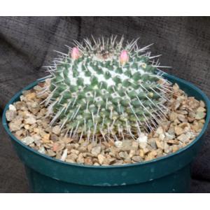 Mammillaria melanocentra 8-inch pots