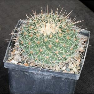 Mammillaria melanocentra ssp. rubrograndis 5-inch pots