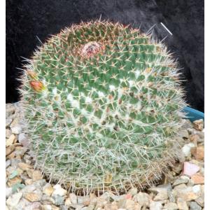 Mammillaria mystax 8-inch pots