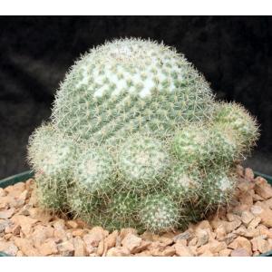 Mammillaria parkinsonii 8-inch pots