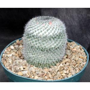 Mammillaria perbella 8-inch pots