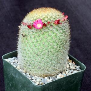 Mammillaria pilcayensis 4-inch pots