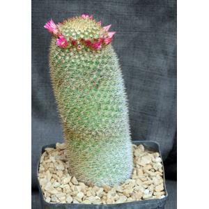 Mammillaria pilcayensis one-gallon pots