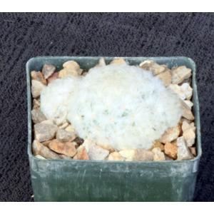 Mammillaria plumosa 3-inch pots