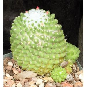Mammillaria polythele Toluca 5-inch pots