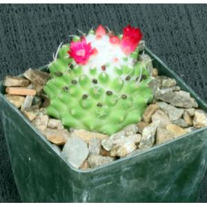 Mammillaria polythele Toluca 4-inch pots