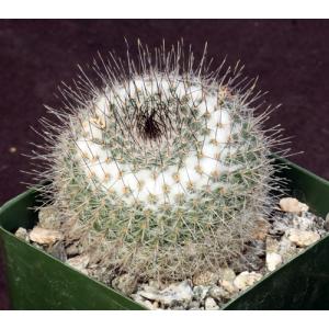 Mammillaria ritteriana 4-inch pots