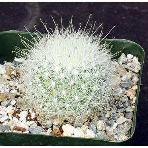 Mammillaria senilis 4-inch pots