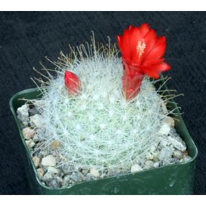 Mammillaria senilis 4-inch pots
