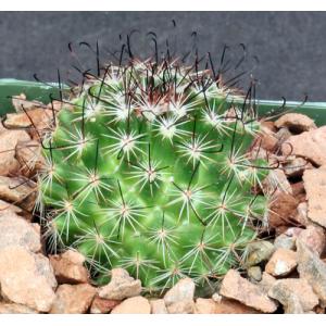 Mammillaria sp. (Tenengo del Valle, Mexico) 4-inch pots