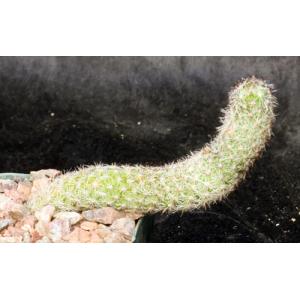 Mammillaria sphacelata ssp. viperina 3-inch pots