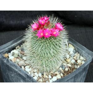 Mammillaria spinosissima cv Un Pico one-gallon pots