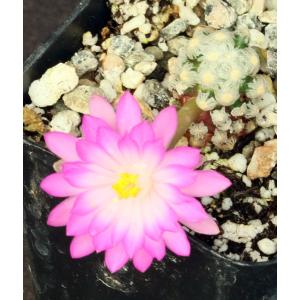 Mammillaria theresae 2-inch pots