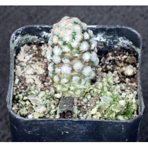 Mammillaria theresae 2-inch pots