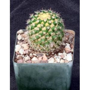 Mammillaria voburnensis ssp. eichlamii 4-inch pots