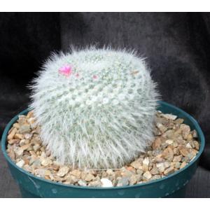 Mammillaria hahniana 8-inch pots