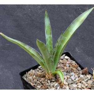 Manfreda maculosa one-gallon pots