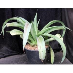 Mangave cv Bloodspot 3-gallon pots