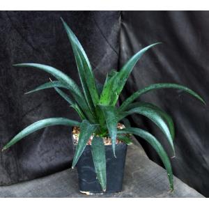 Mangave cv Freckles and Speckles one-gallon pots