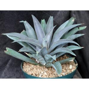 Mangave cv Inkblot 8-inch pots