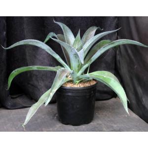 Mangave cv Mission to Mars 2-gallon pots